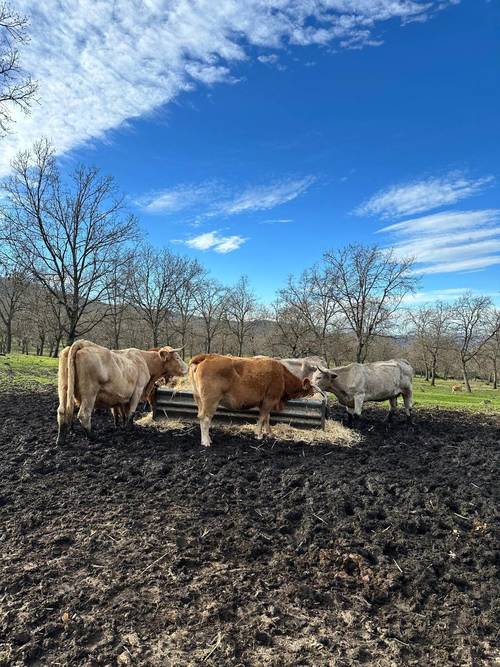 imagen 3 de Finca ganadera en el norte de Cáceres