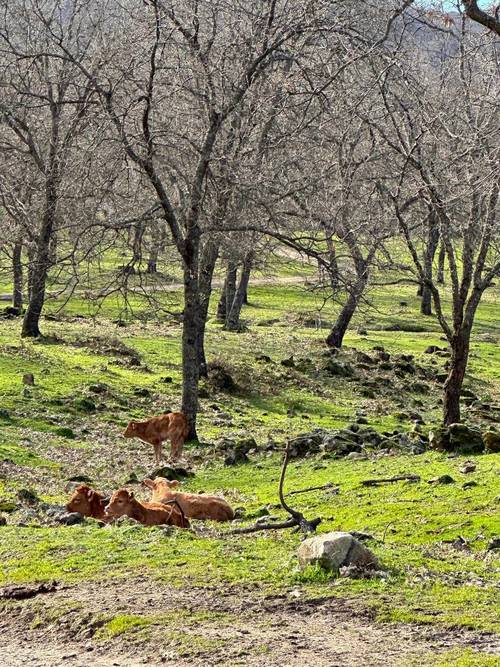 imagen 4 de Finca ganadera en el norte de Cáceres