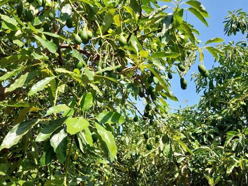 imagen 1 de Finca de aguacates