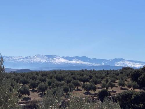 imagen 1 de Finca de olivos