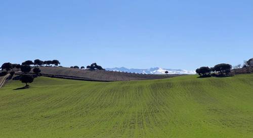 imagen 2 de Finca de olivos