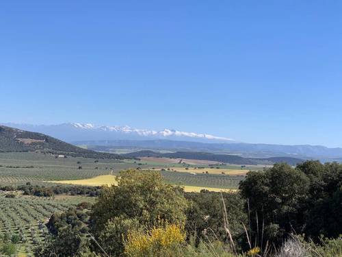 imagen 1 de Finca de olivos