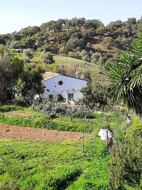 imagen 1 de FINCA DE CASTAÑOS
