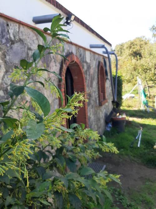 imagen 4 de FINCA DE CASTAÑOS