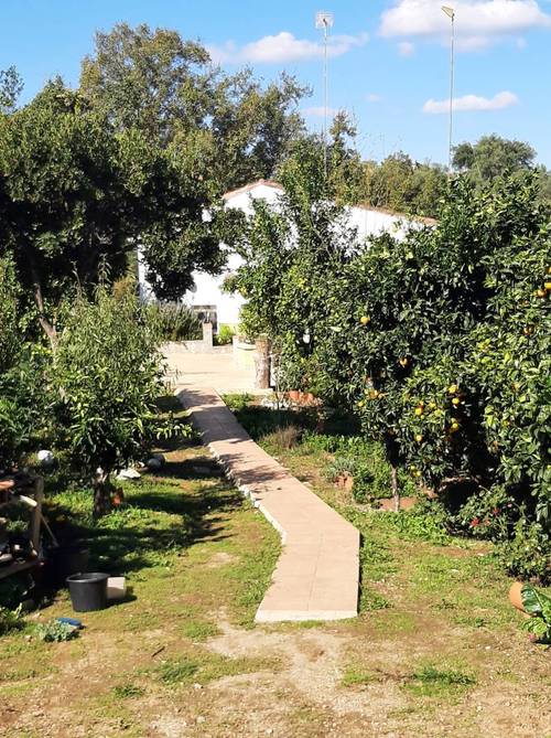 imagen 3 de FINCA DE CASTAÑOS