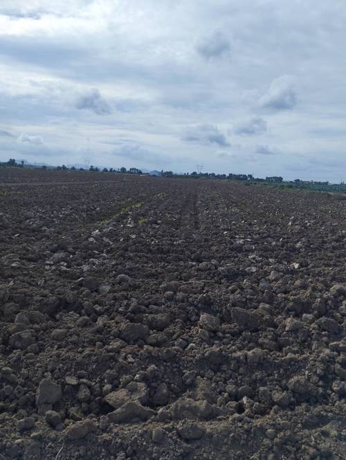 imagen 7 de Vendo finca estupenda en Los Alcázares