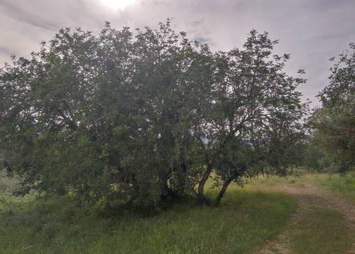 imagen 5 de Venta finca rústica