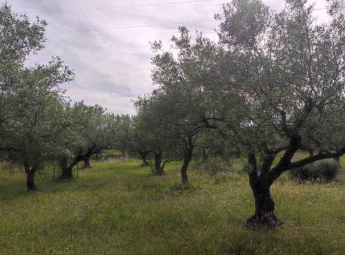 imagen 3 de Venta finca rústica