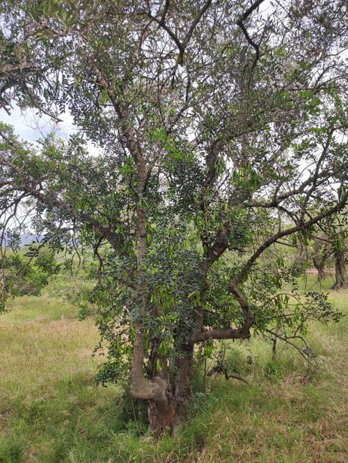 imagen 2 de Venta finca rústica