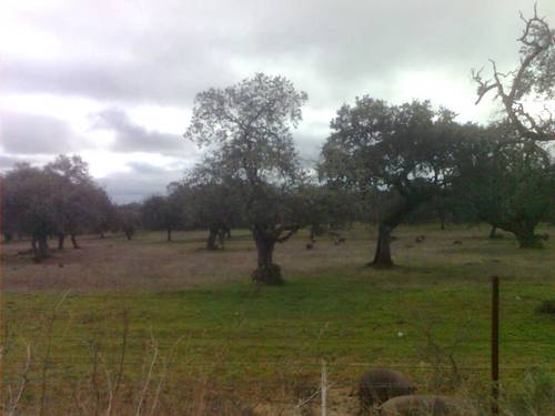 imagen 26 de FINCA EN LA SIERRA DE ARACENA Y PICOS DE AROCHE (HUELVA)