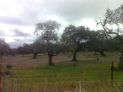 imagen 25 de FINCA EN LA SIERRA DE ARACENA Y PICOS DE AROCHE (HUELVA)
