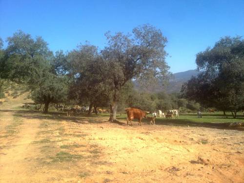 imagen 14 de FINCA EN LA SIERRA DE ARACENA Y PICOS DE AROCHE (HUELVA)
