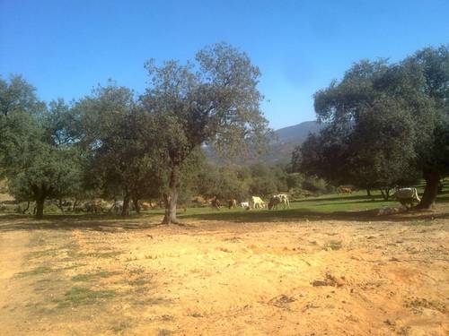 imagen 12 de FINCA EN LA SIERRA DE ARACENA Y PICOS DE AROCHE (HUELVA)