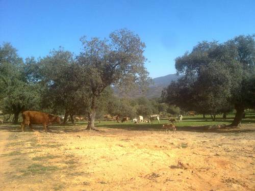 imagen 13 de FINCA EN LA SIERRA DE ARACENA Y PICOS DE AROCHE (HUELVA)