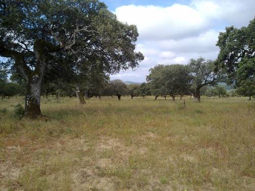 imagen 17 de FINCA EN LA SIERRA DE ARACENA Y PICOS DE AROCHE (HUELVA)