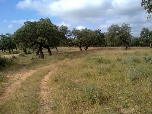 imagen 16 de FINCA EN LA SIERRA DE ARACENA Y PICOS DE AROCHE (HUELVA)
