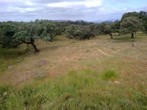 imagen 24 de FINCA EN LA SIERRA DE ARACENA Y PICOS DE AROCHE (HUELVA)