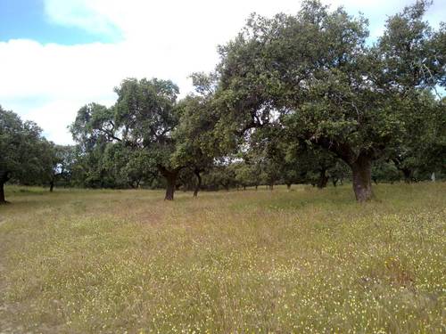 imagen 18 de FINCA EN LA SIERRA DE ARACENA Y PICOS DE AROCHE (HUELVA)