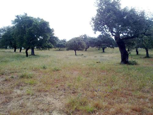 imagen 23 de FINCA EN LA SIERRA DE ARACENA Y PICOS DE AROCHE (HUELVA)