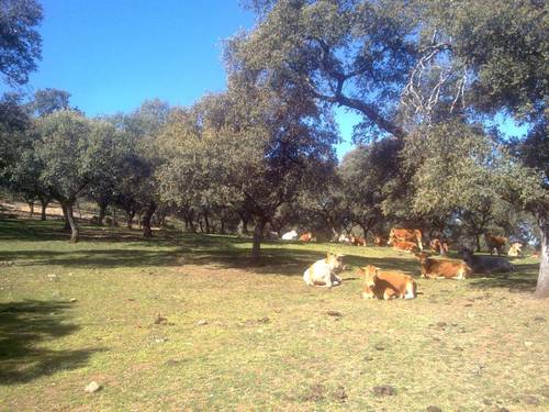 imagen 15 de FINCA EN LA SIERRA DE ARACENA Y PICOS DE AROCHE (HUELVA)
