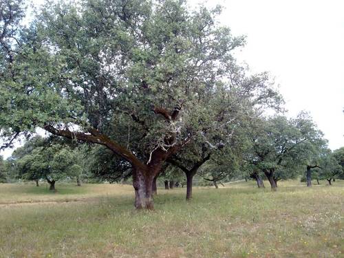 imagen 19 de FINCA EN LA SIERRA DE ARACENA Y PICOS DE AROCHE (HUELVA)