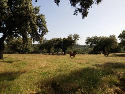 imagen 29 de FINCA EN LA SIERRA DE ARACENA Y PICOS DE AROCHE (HUELVA)