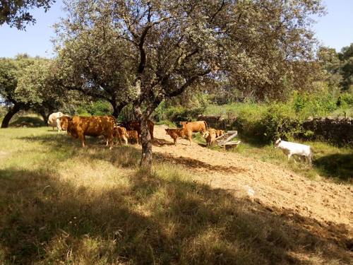 imagen 28 de FINCA EN LA SIERRA DE ARACENA Y PICOS DE AROCHE (HUELVA)
