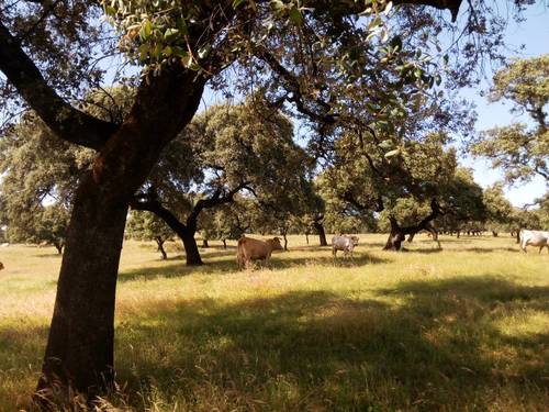imagen 27 de FINCA EN LA SIERRA DE ARACENA Y PICOS DE AROCHE (HUELVA)