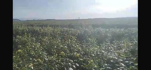 imagen 1 de FINCA DE REGADÍO CIRUELOS