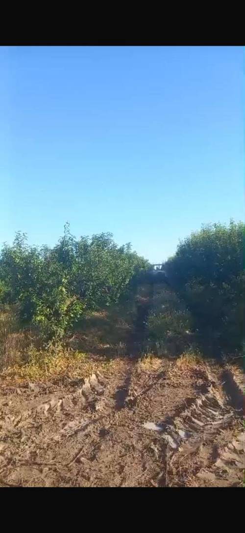 imagen 5 de FINCA DE REGADÍO CIRUELOS