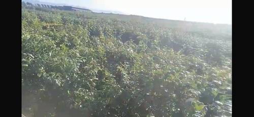 imagen 2 de FINCA DE REGADÍO CIRUELOS