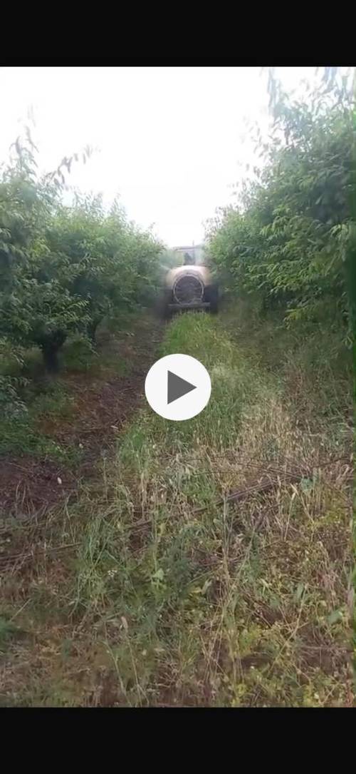 imagen 6 de FINCA DE REGADÍO CIRUELOS