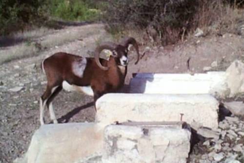 imagen 14 de Finca Ganadera Con Alojamiento Turistico