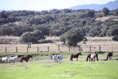 imagen 6 de Preciosa Finca Para Caballos Totalmente Equipada