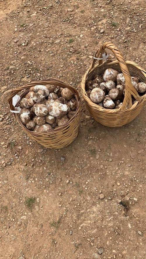 imagen 5 de Finca de 97 ha, 2 casas rurales y explotación ganadera porcina