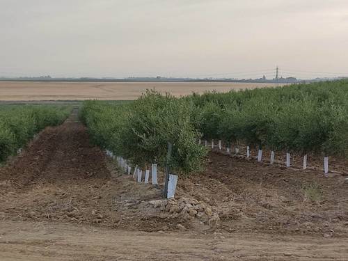 imagen 1 de Finca rústica olivar superintensivo en Utrera