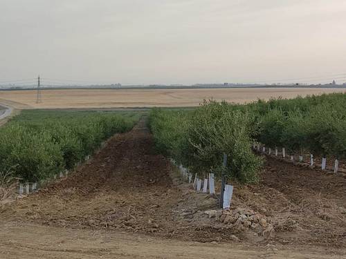 imagen 2 de Finca rústica olivar superintensivo en Utrera