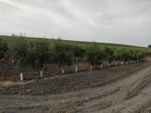 imagen 3 de Finca rústica olivar superintensivo en Utrera