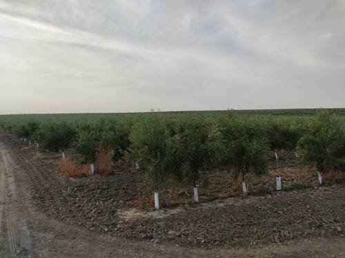 imagen 4 de Finca rústica olivar superintensivo en Utrera