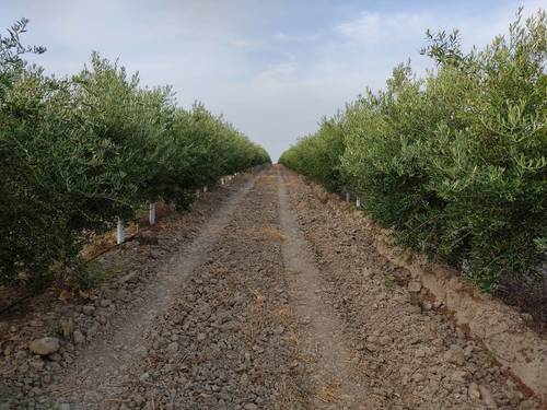 imagen 5 de Finca rústica olivar superintensivo en Utrera
