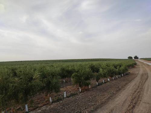 imagen 6 de Finca rústica olivar superintensivo en Utrera