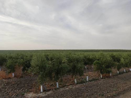 imagen 7 de Finca rústica olivar superintensivo en Utrera