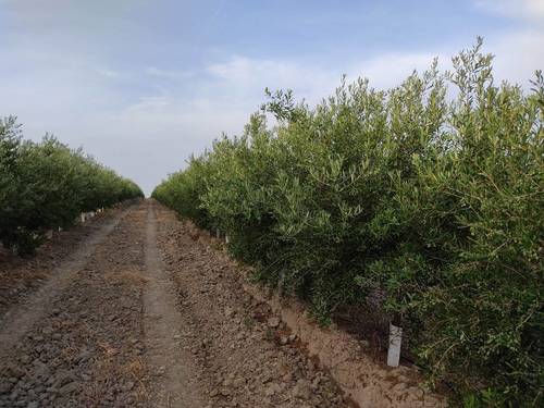 imagen 9 de Finca rústica olivar superintensivo en Utrera