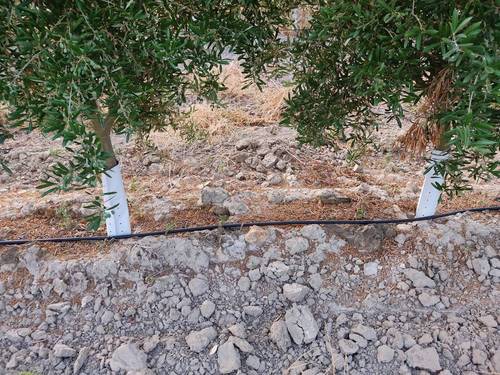 imagen 8 de Finca rústica olivar superintensivo en Utrera