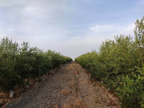 imagen 11 de Finca rústica olivar superintensivo en Utrera