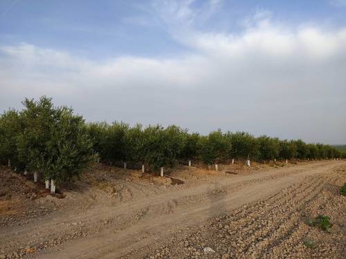 imagen 12 de Finca rústica olivar superintensivo en Utrera