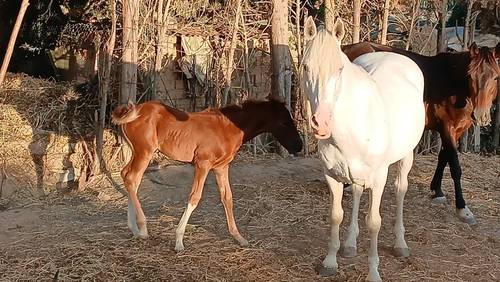 imagen 16 de Finca