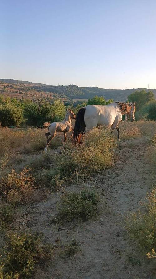 imagen 17 de Finca