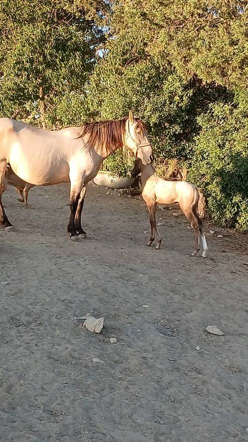 imagen 18 de Finca