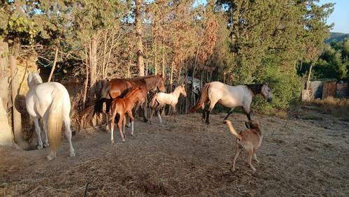 imagen 15 de Finca